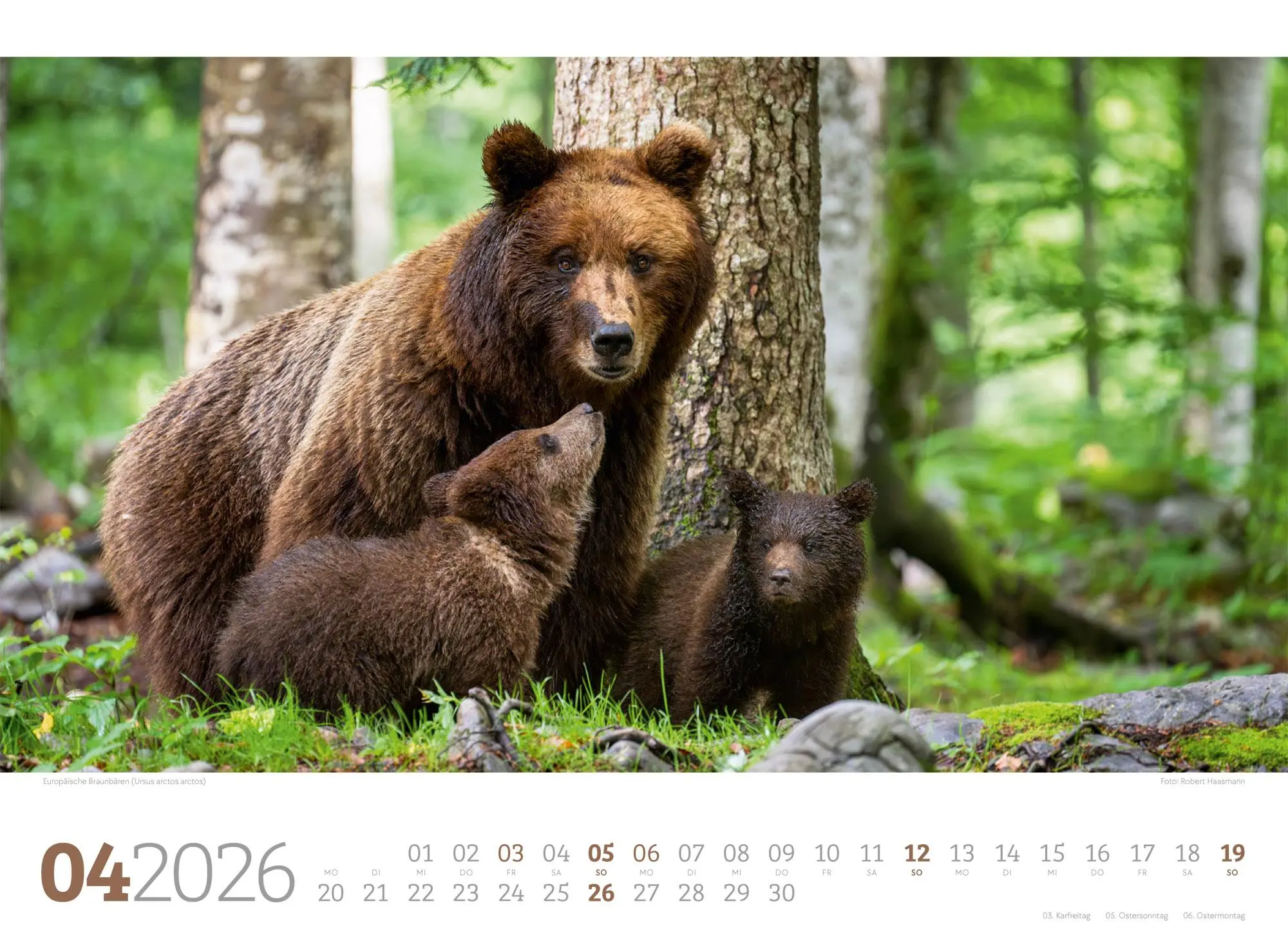 Bild: 9783838426822 | Tierwelt Wald Kalender 2026 | Ackermann Kunstverlag GmbH | Kalender