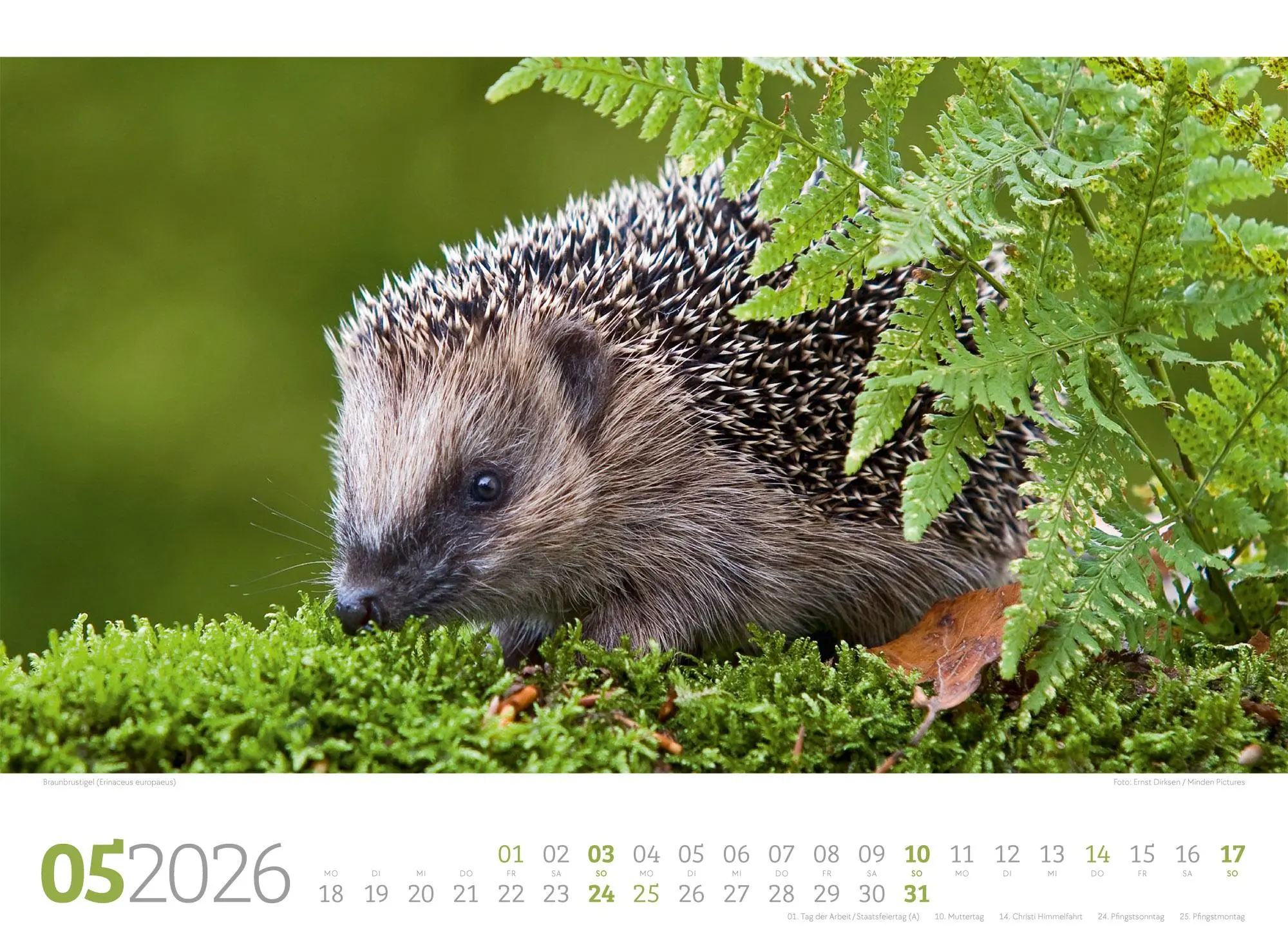 Bild: 9783838426822 | Tierwelt Wald Kalender 2026 | Ackermann Kunstverlag GmbH | Kalender