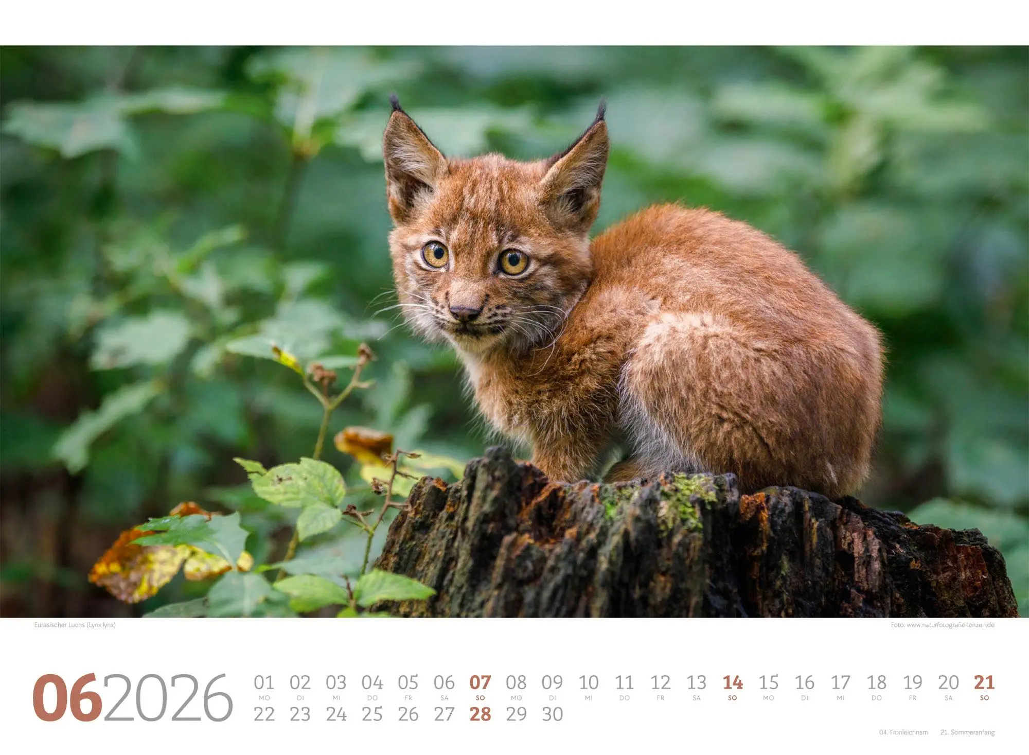 Bild: 9783838426822 | Tierwelt Wald Kalender 2026 | Ackermann Kunstverlag GmbH | Kalender