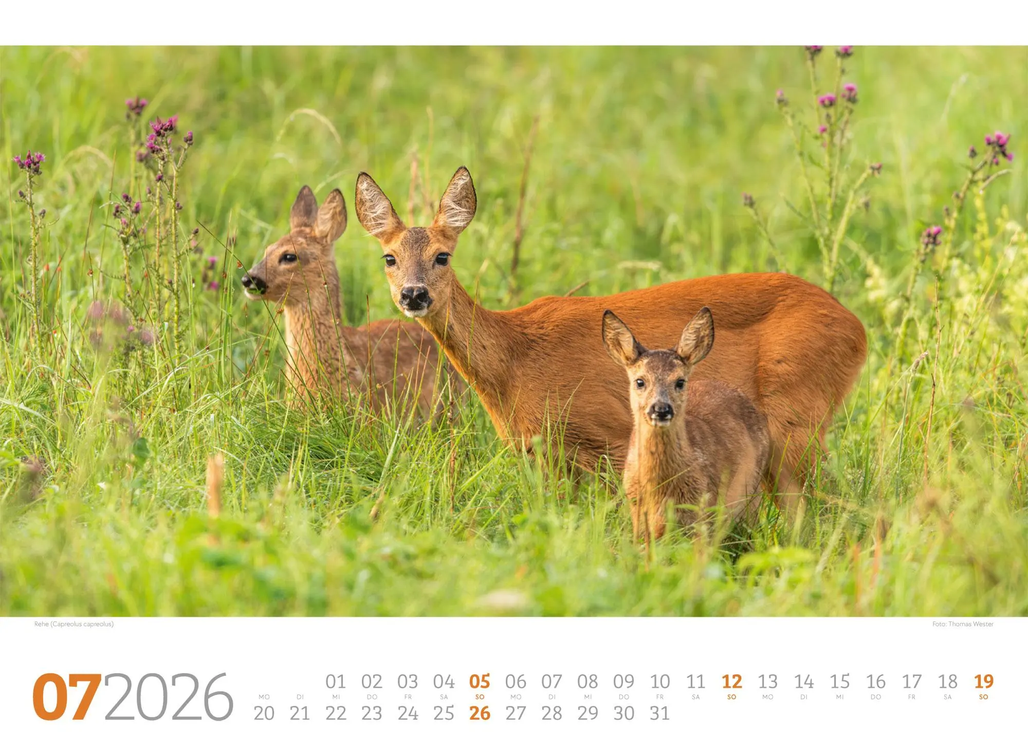 Bild: 9783838426822 | Tierwelt Wald Kalender 2026 | Ackermann Kunstverlag GmbH | Kalender