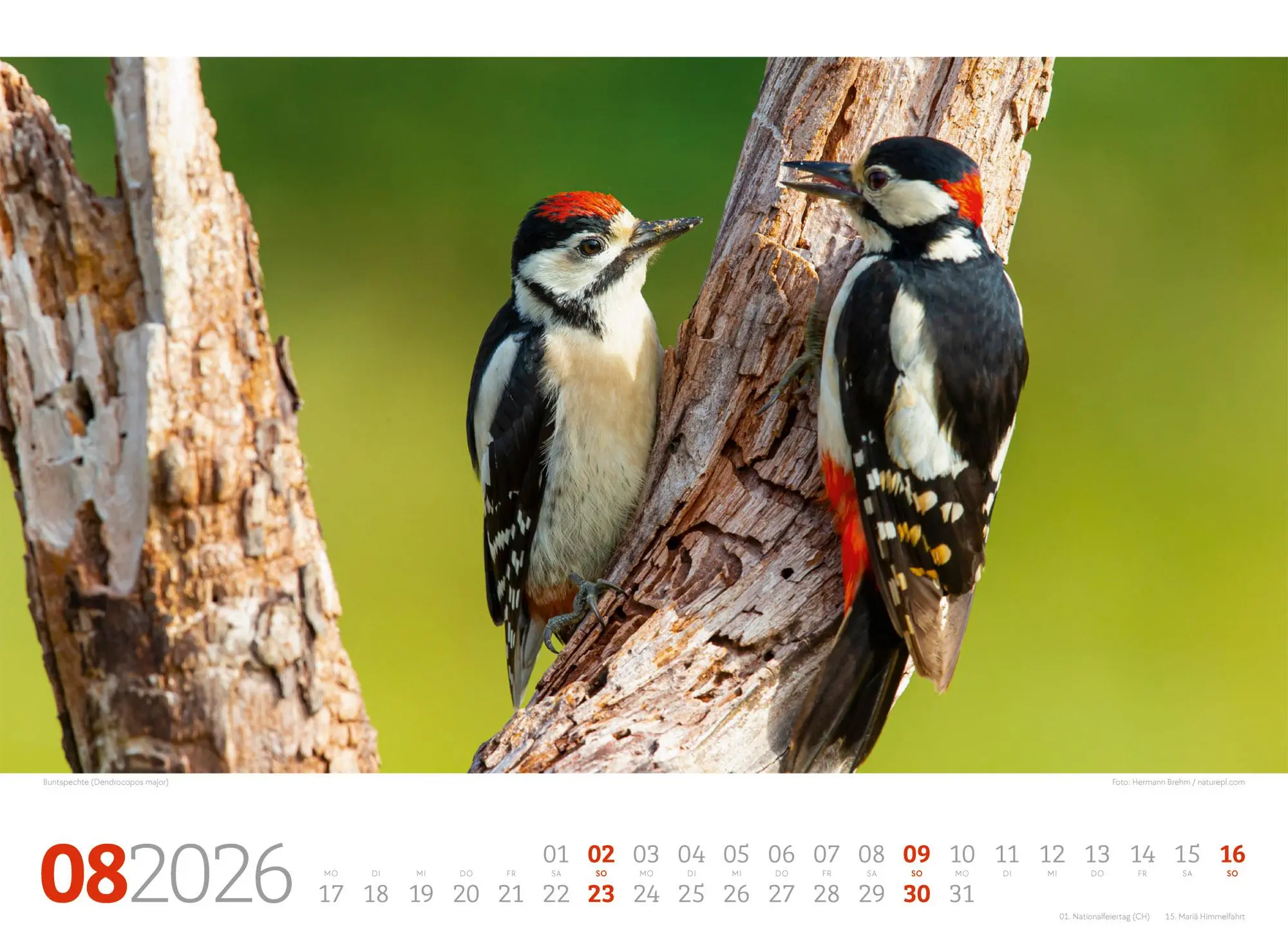 Bild: 9783838426822 | Tierwelt Wald Kalender 2026 | Ackermann Kunstverlag GmbH | Kalender