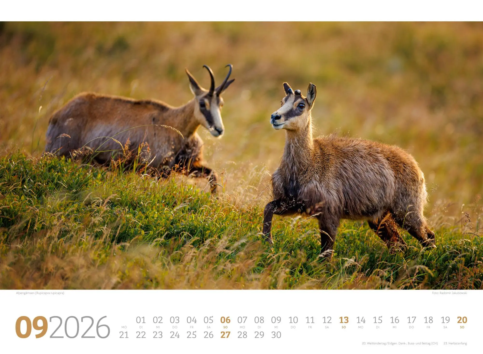 Bild: 9783838426822 | Tierwelt Wald Kalender 2026 | Ackermann Kunstverlag GmbH | Kalender