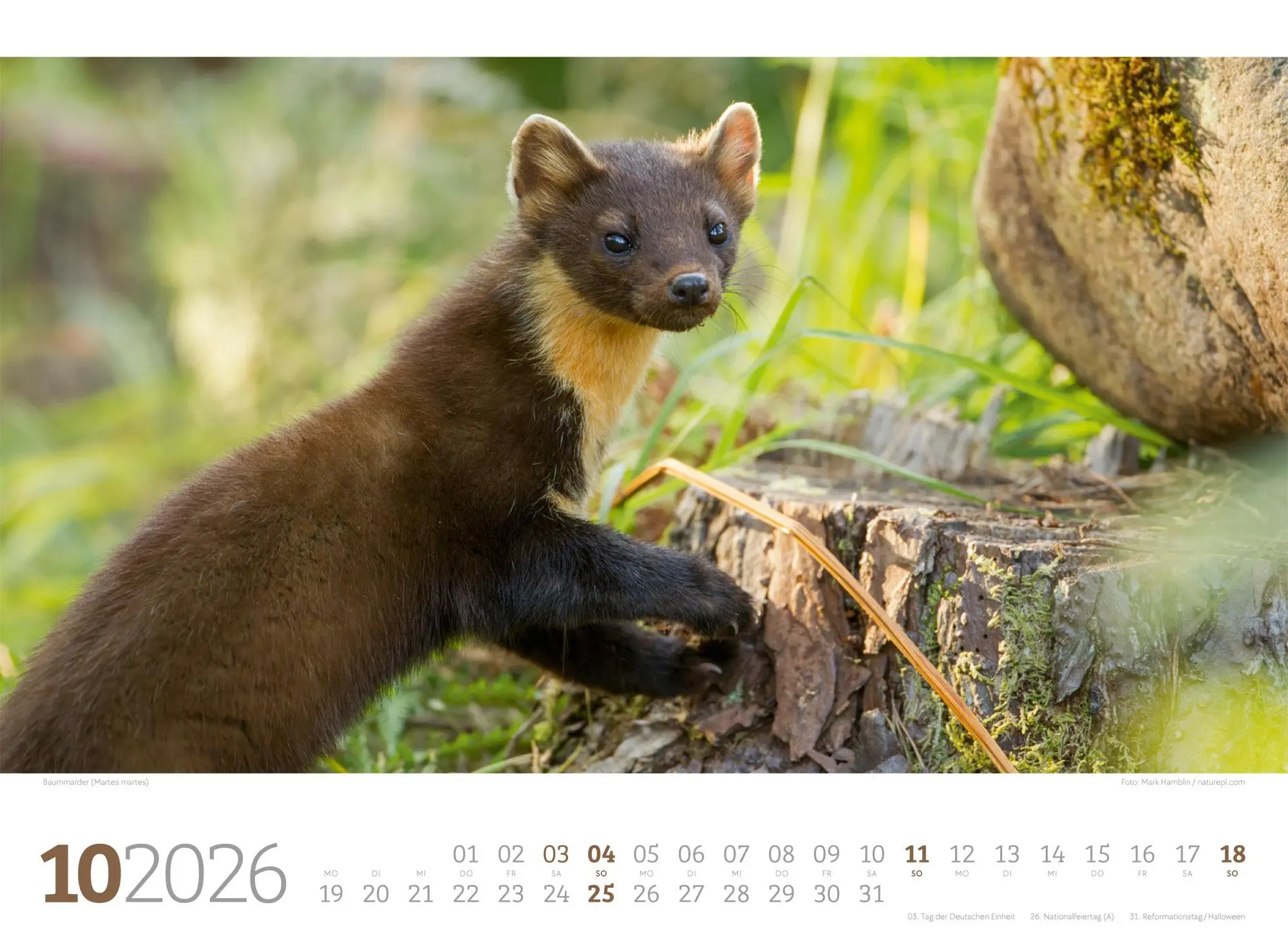 Bild: 9783838426822 | Tierwelt Wald Kalender 2026 | Ackermann Kunstverlag GmbH | Kalender