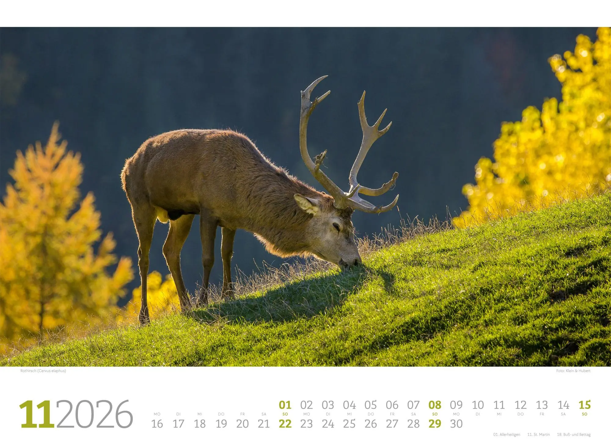 Bild: 9783838426822 | Tierwelt Wald Kalender 2026 | Ackermann Kunstverlag GmbH | Kalender