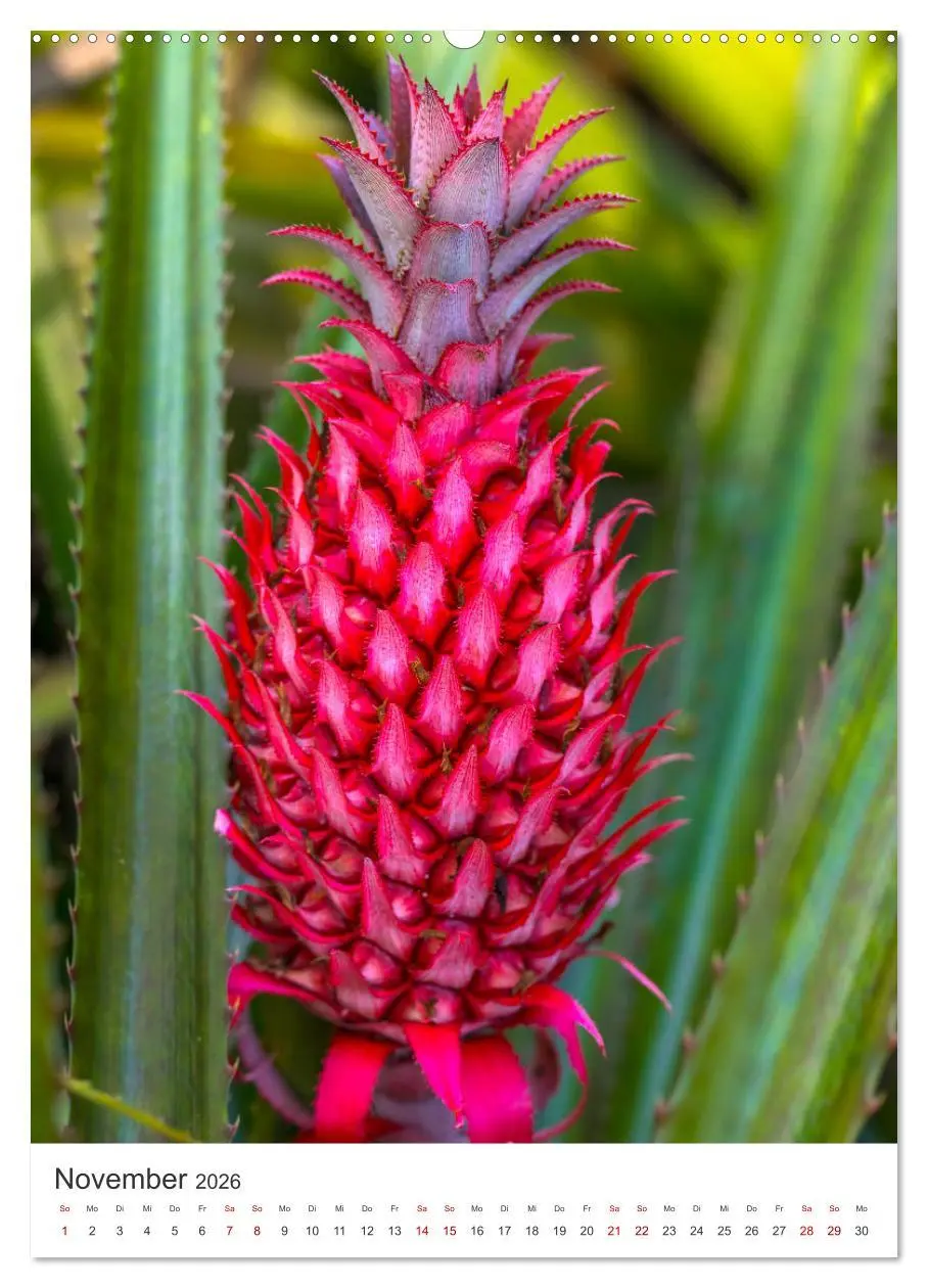 Bild: 9783516356922 | Faszination Costa Rica (Wandkalender 2026 DIN A2 hoch), CALVENDO...