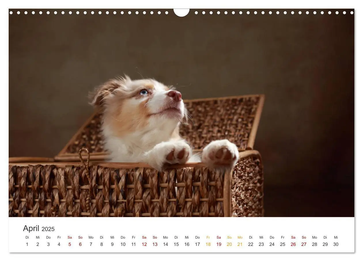 Bild: 9783435437122 | Welpenblicke (Wandkalender 2025 DIN A3 quer), CALVENDO Monatskalender