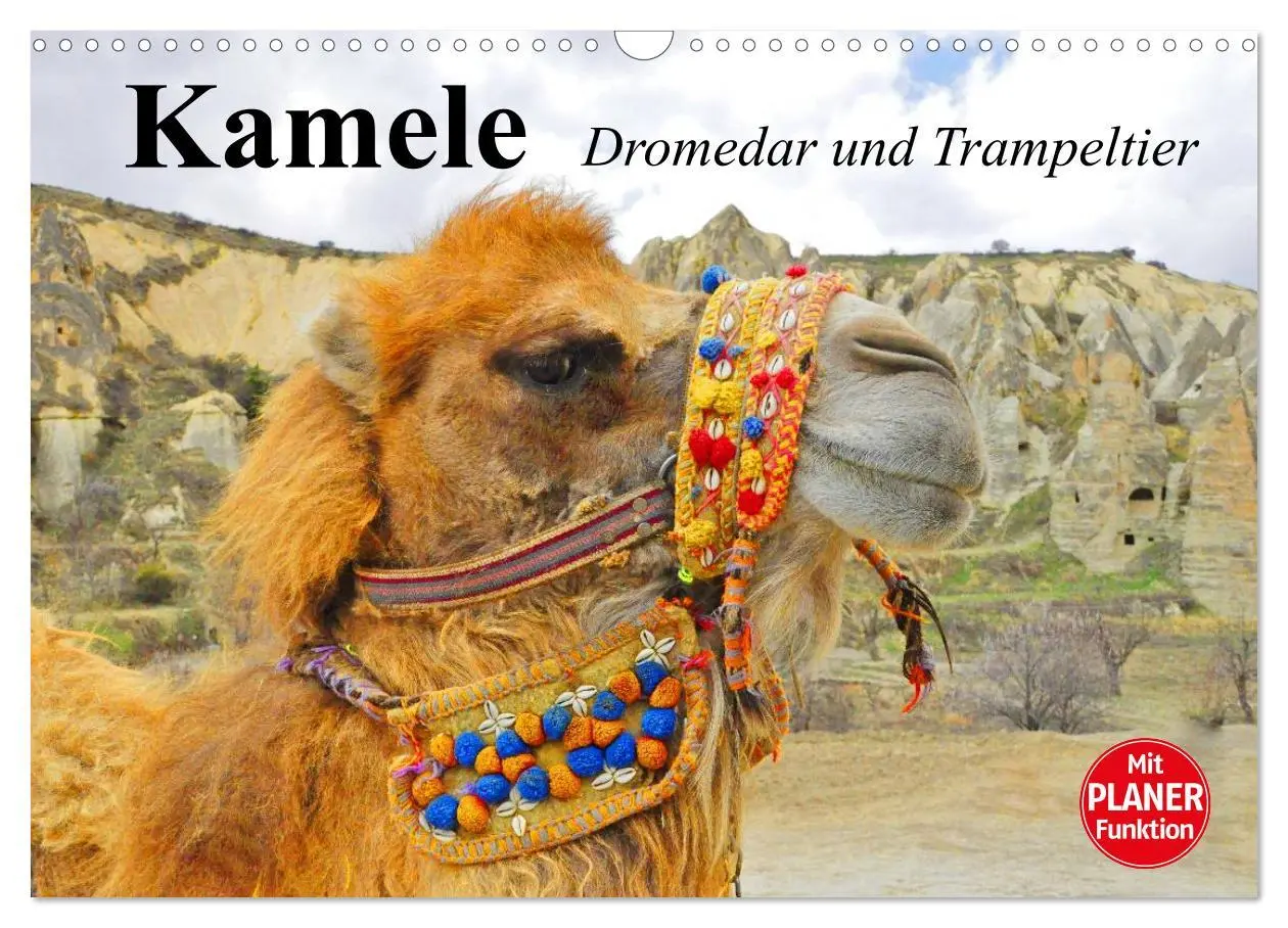Cover: 9783457997222 | Kamele. Dromedar und Trampeltier (Wandkalender 2026 DIN A3 quer),...