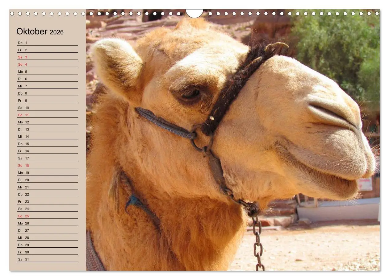 Bild: 9783457997222 | Kamele. Dromedar und Trampeltier (Wandkalender 2026 DIN A3 quer),...
