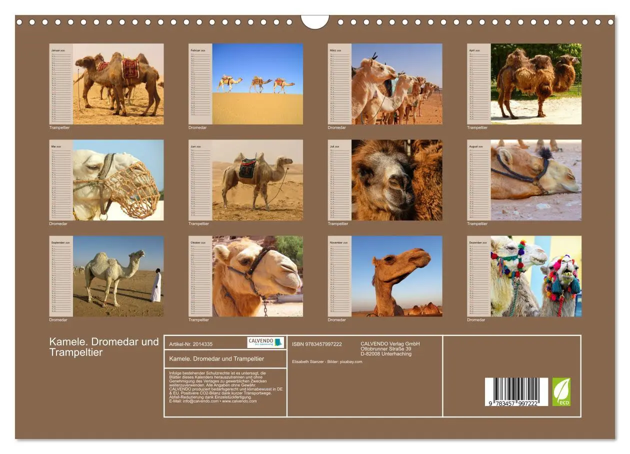 Bild: 9783457997222 | Kamele. Dromedar und Trampeltier (Wandkalender 2026 DIN A3 quer),...