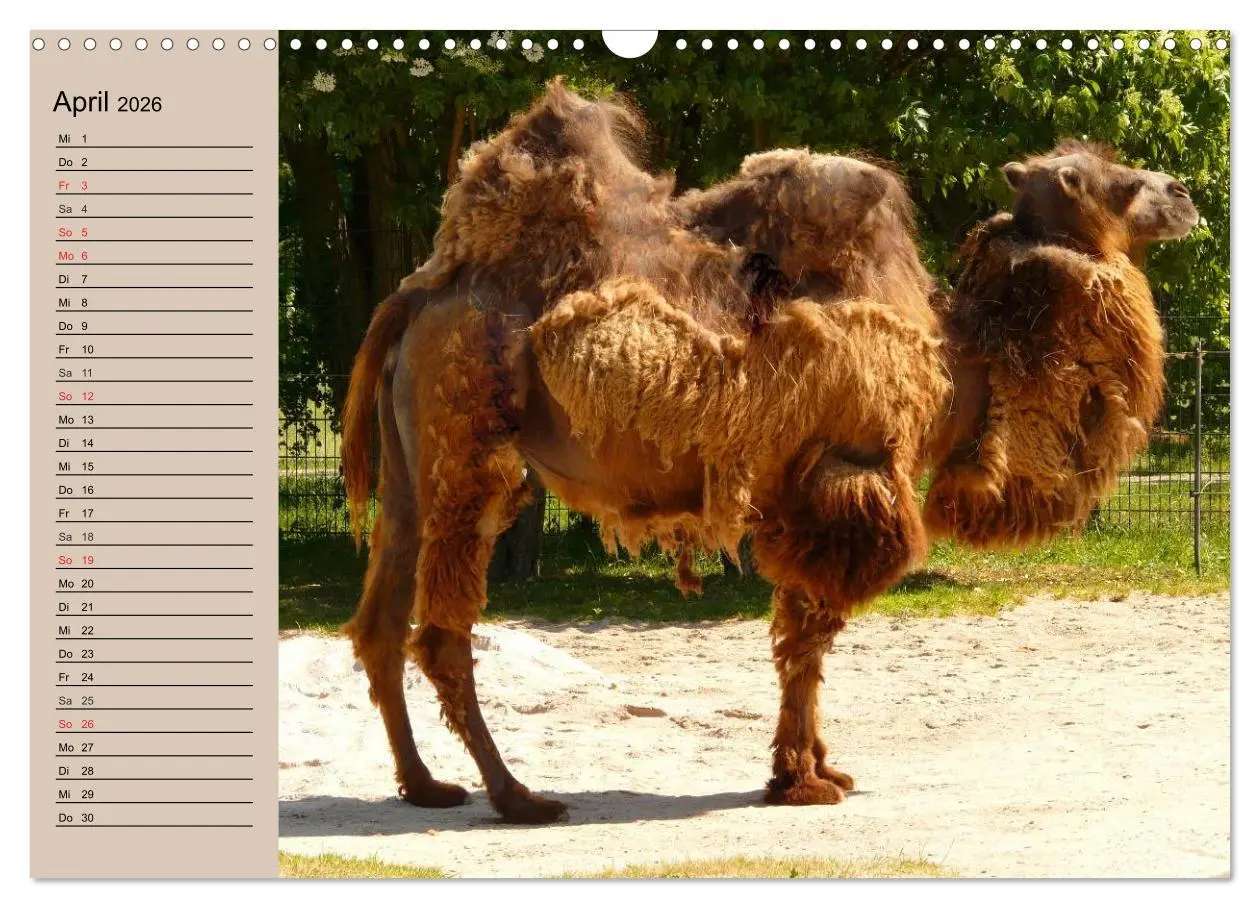 Bild: 9783457997222 | Kamele. Dromedar und Trampeltier (Wandkalender 2026 DIN A3 quer),...