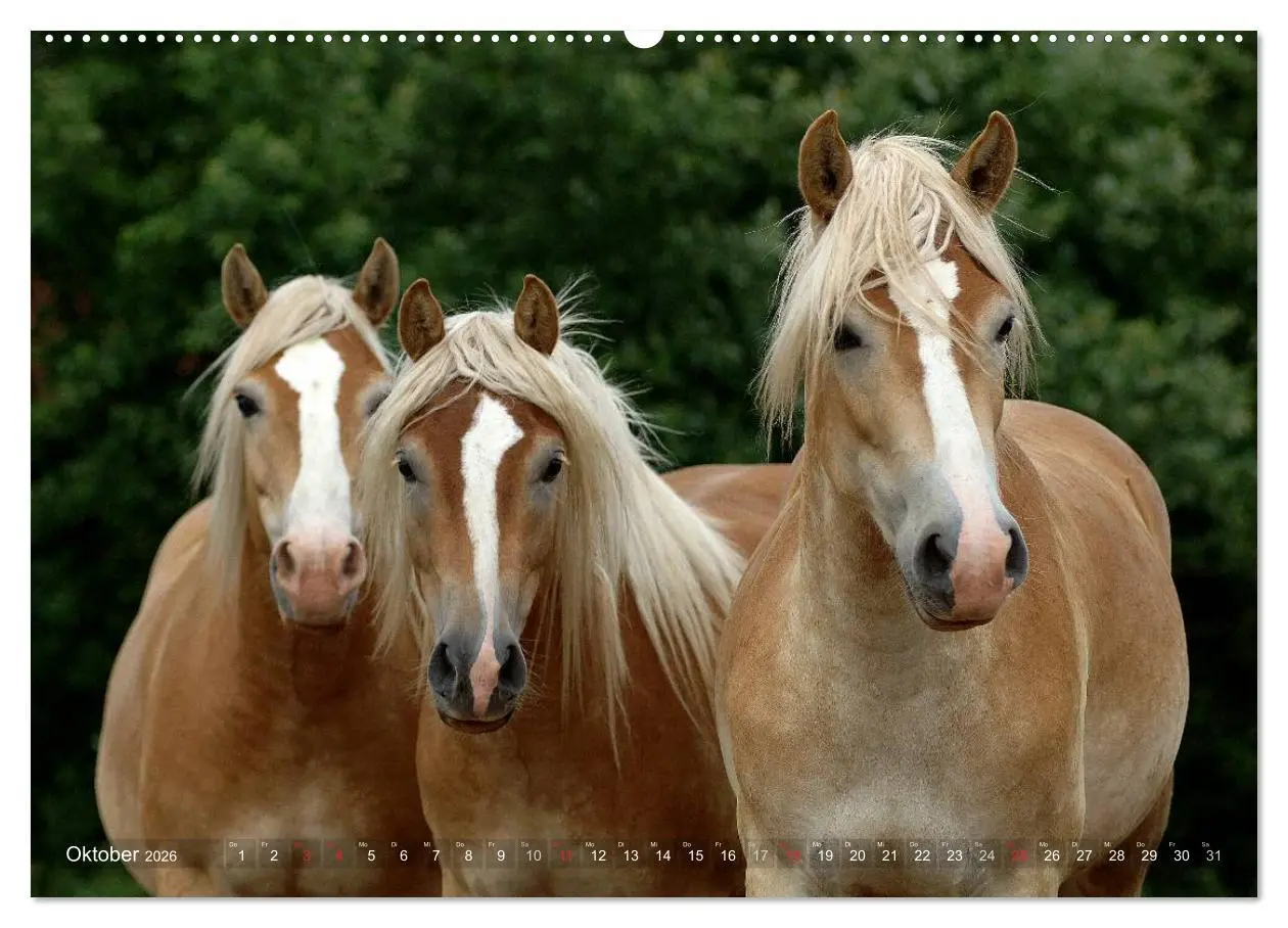 Bild: 9783516157222 | Haflinger Schönheiten (Wandkalender 2026 DIN A2 quer), CALVENDO...