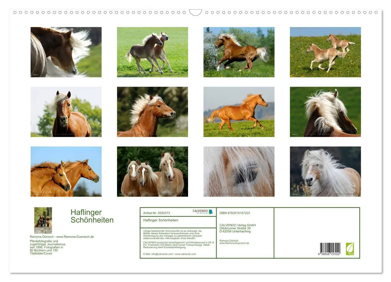 Bild: 9783516157222 | Haflinger Schönheiten (Wandkalender 2026 DIN A2 quer), CALVENDO...