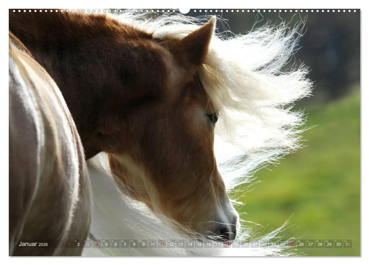 Bild: 9783516157222 | Haflinger Schönheiten (Wandkalender 2026 DIN A2 quer), CALVENDO...