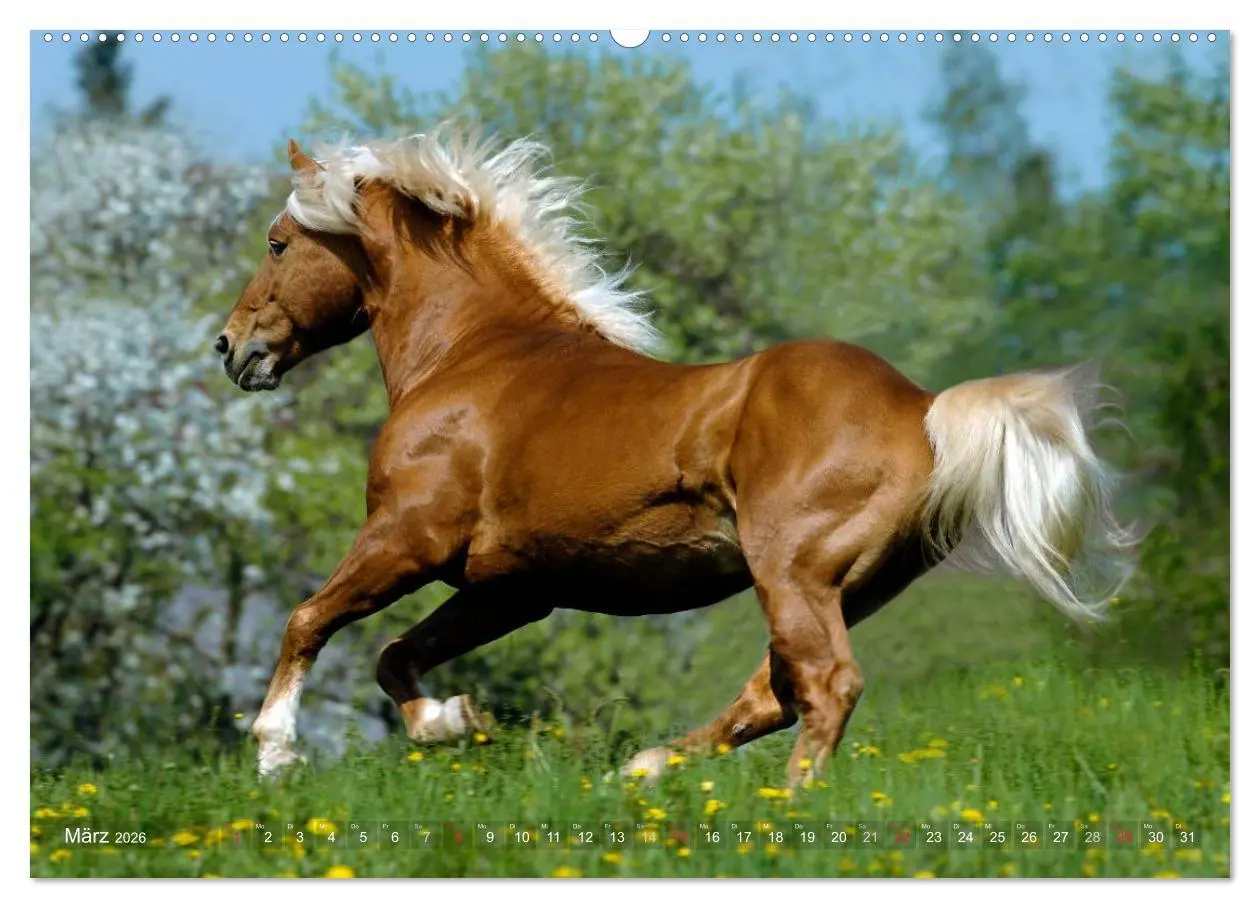 Bild: 9783516157222 | Haflinger Schönheiten (Wandkalender 2026 DIN A2 quer), CALVENDO...