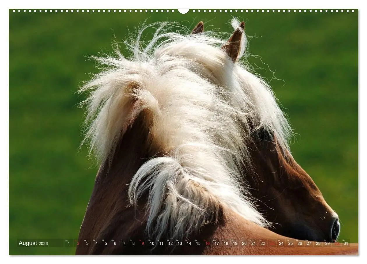 Bild: 9783516157222 | Haflinger Schönheiten (Wandkalender 2026 DIN A2 quer), CALVENDO...
