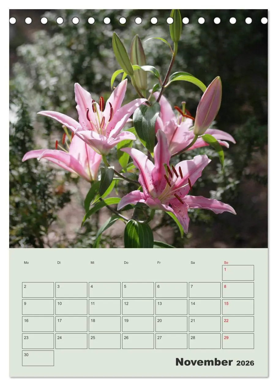 Bild: 9783516397222 | Lilien im Garten (Tischkalender 2026 DIN A5 hoch), CALVENDO...