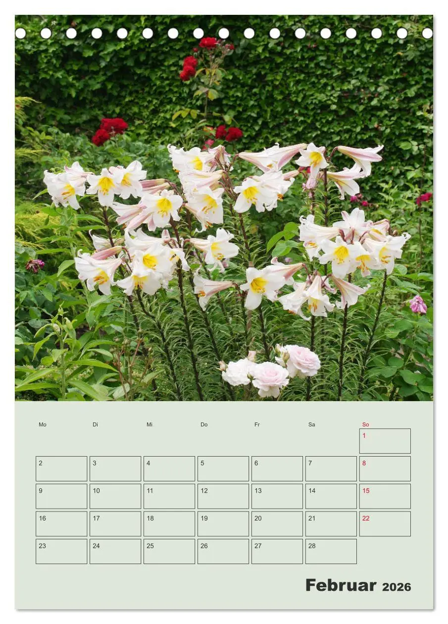 Bild: 9783516397222 | Lilien im Garten (Tischkalender 2026 DIN A5 hoch), CALVENDO...
