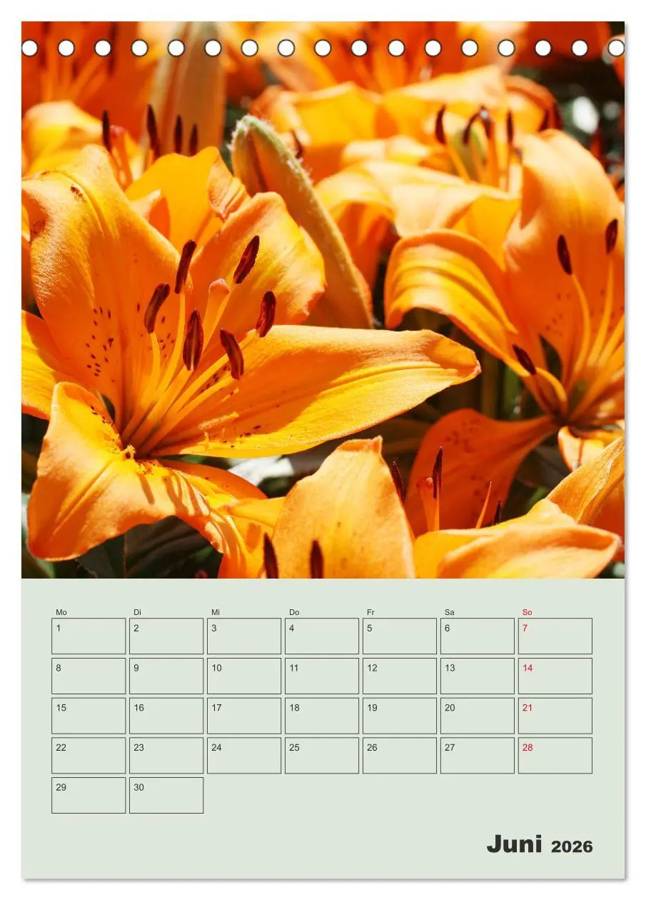 Bild: 9783516397222 | Lilien im Garten (Tischkalender 2026 DIN A5 hoch), CALVENDO...