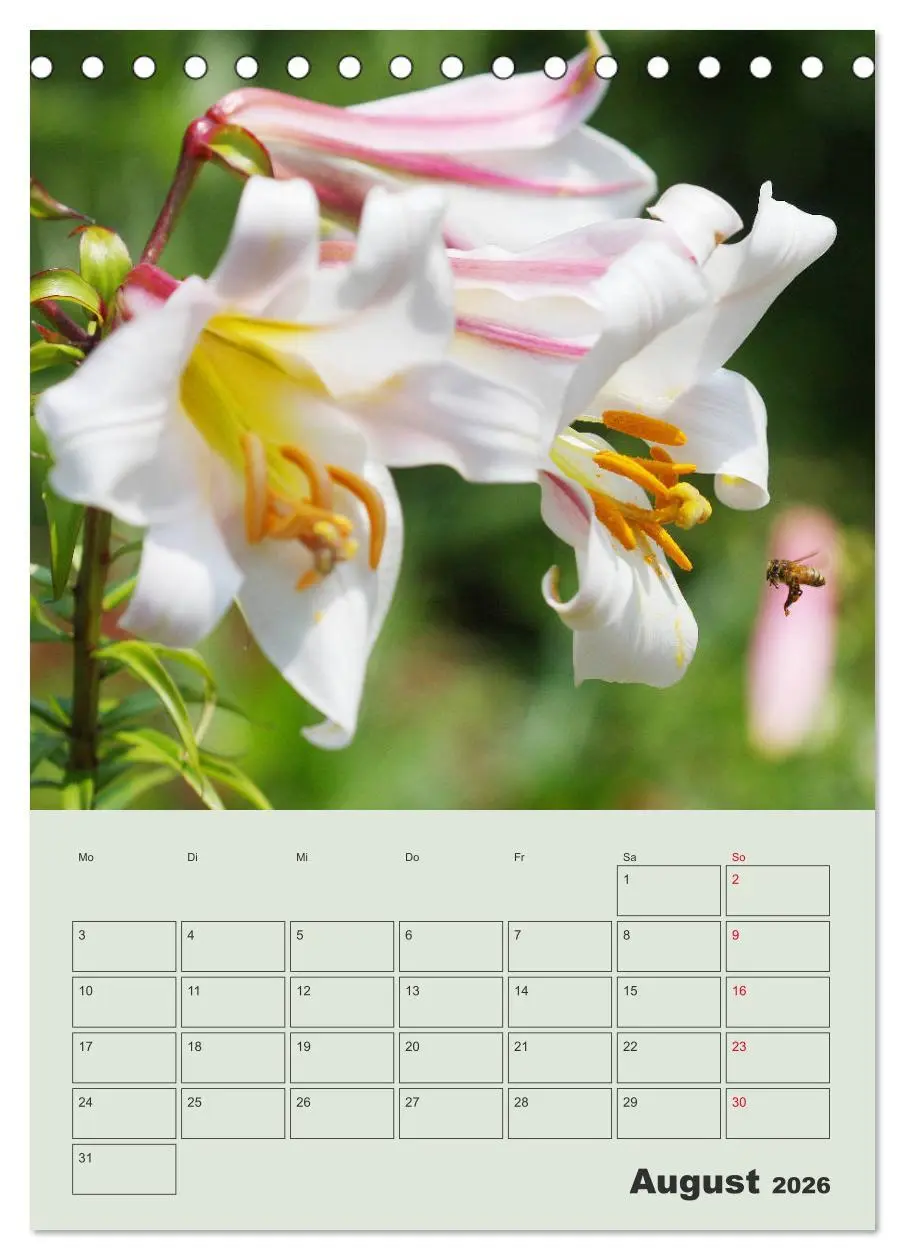 Bild: 9783516397222 | Lilien im Garten (Tischkalender 2026 DIN A5 hoch), CALVENDO...