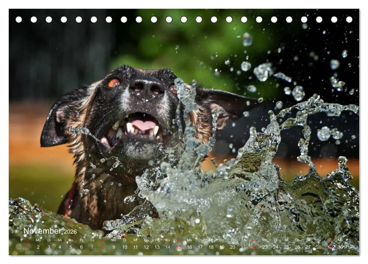 Bild: 9783457987322 | Malinois lieben Wasser (Tischkalender 2026 DIN A5 quer), CALVENDO...