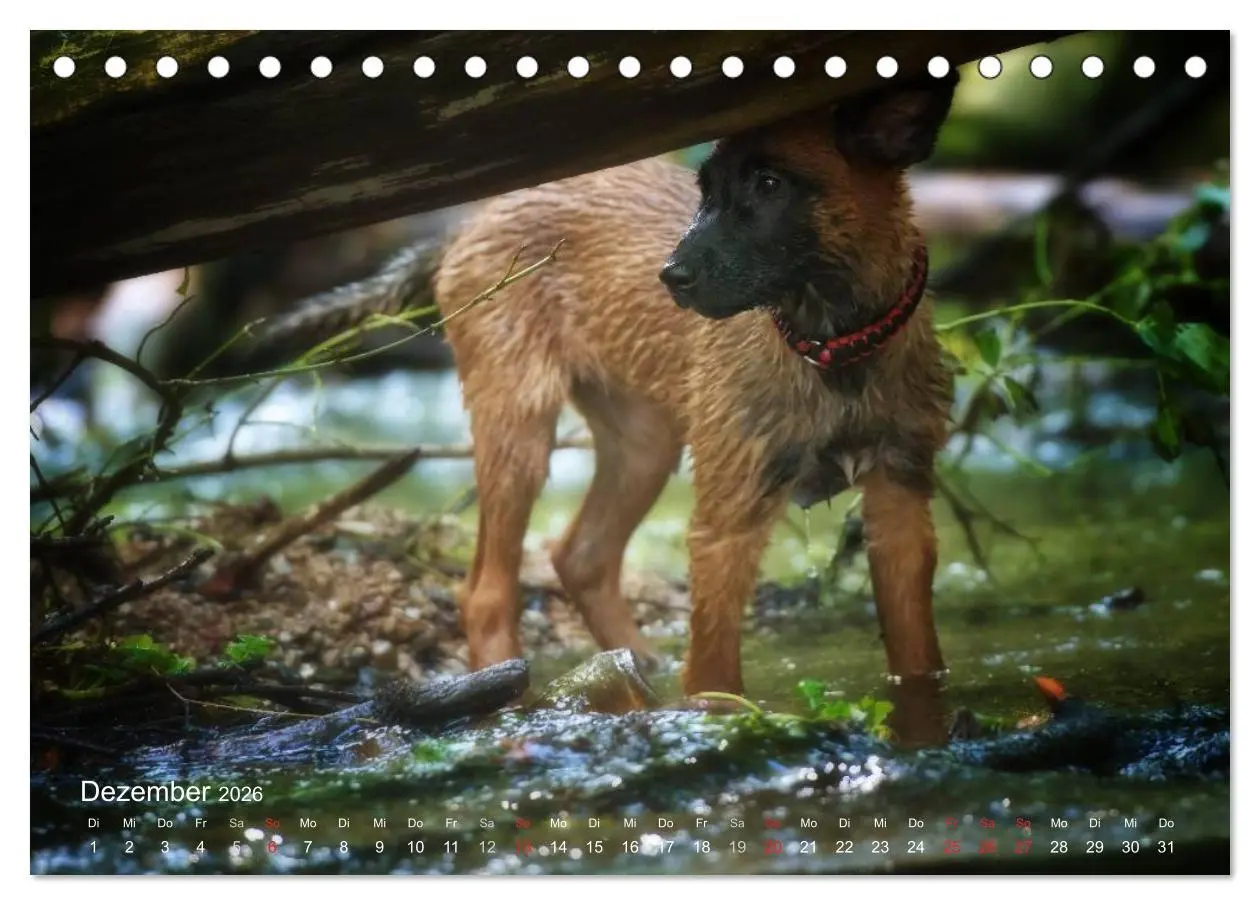 Bild: 9783457987322 | Malinois lieben Wasser (Tischkalender 2026 DIN A5 quer), CALVENDO...