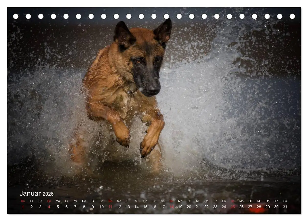 Bild: 9783457987322 | Malinois lieben Wasser (Tischkalender 2026 DIN A5 quer), CALVENDO...
