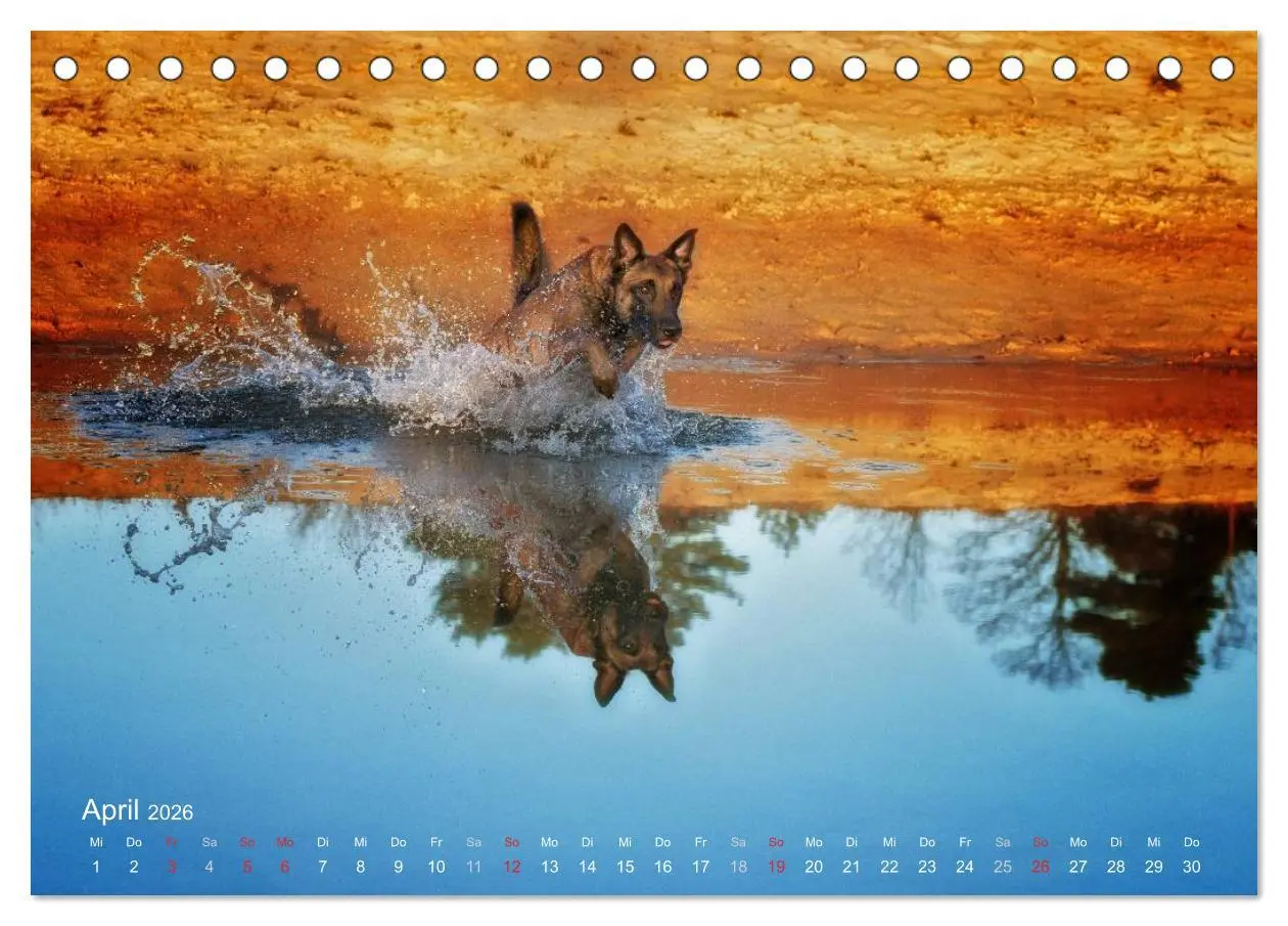 Bild: 9783457987322 | Malinois lieben Wasser (Tischkalender 2026 DIN A5 quer), CALVENDO...