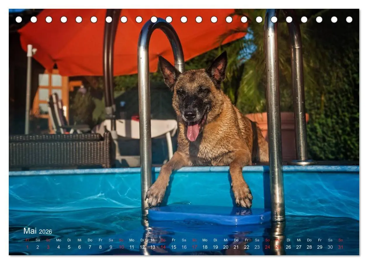 Bild: 9783457987322 | Malinois lieben Wasser (Tischkalender 2026 DIN A5 quer), CALVENDO...