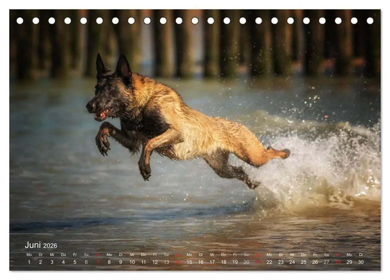 Bild: 9783457987322 | Malinois lieben Wasser (Tischkalender 2026 DIN A5 quer), CALVENDO...