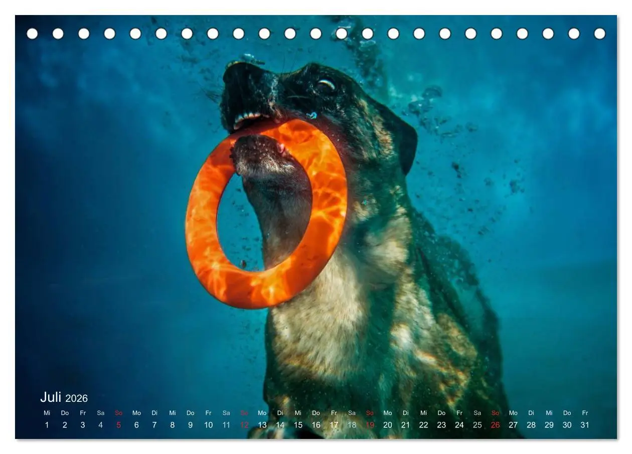 Bild: 9783457987322 | Malinois lieben Wasser (Tischkalender 2026 DIN A5 quer), CALVENDO...