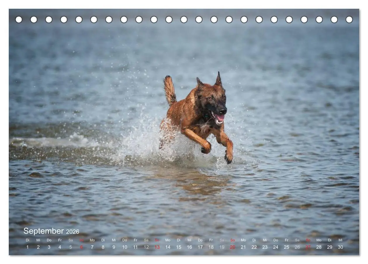 Bild: 9783457987322 | Malinois lieben Wasser (Tischkalender 2026 DIN A5 quer), CALVENDO...