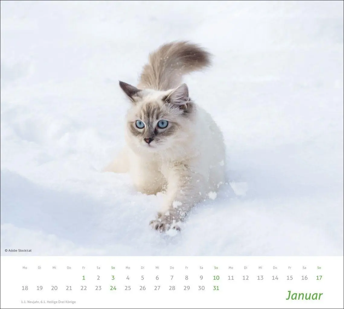 Bild: 9783756417322 | times&amp;more Katzen Bildkalender 2027 | Heye | Kalender | Spiralbindung