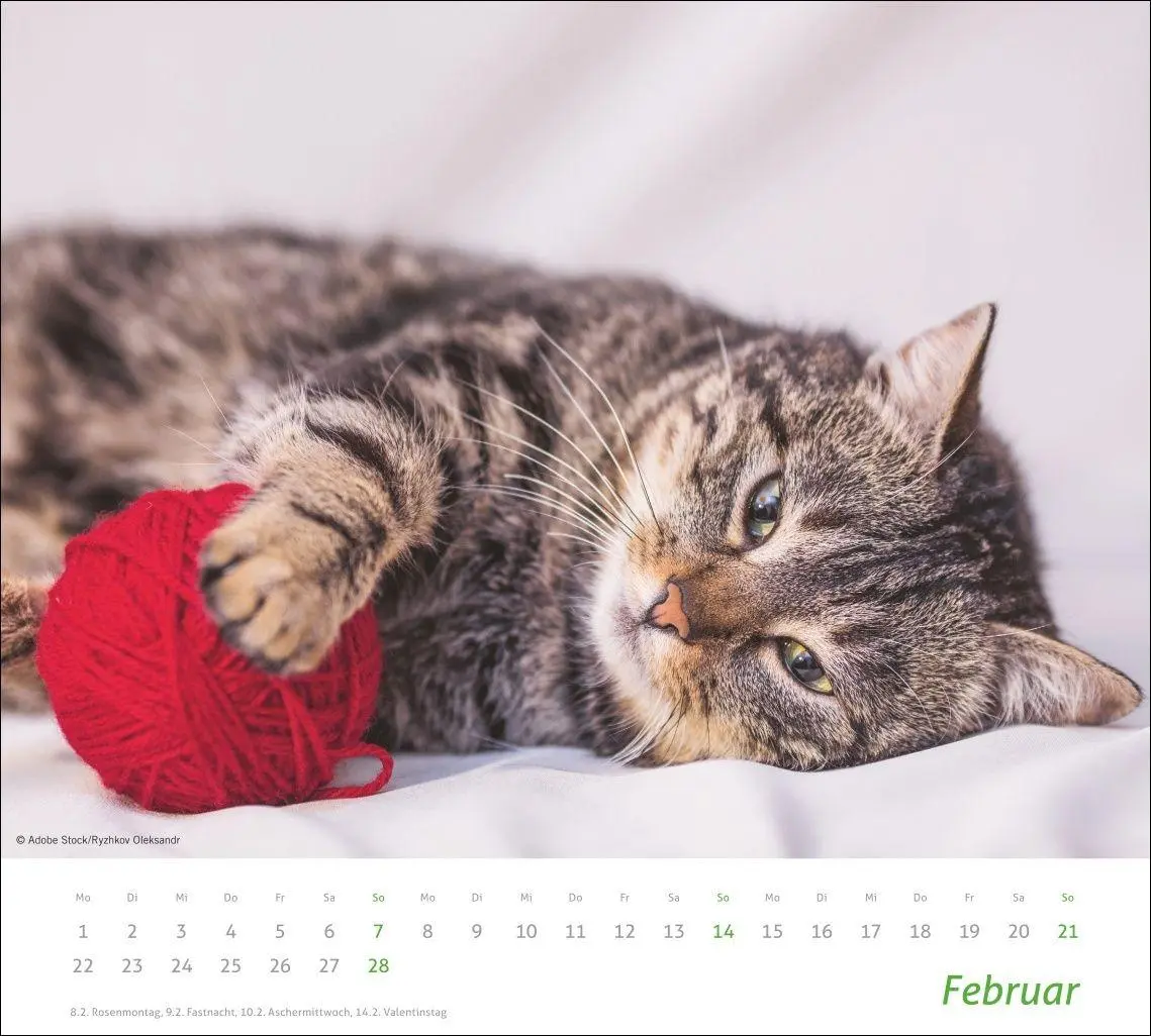 Bild: 9783756417322 | times&amp;more Katzen Bildkalender 2027 | Heye | Kalender | Spiralbindung