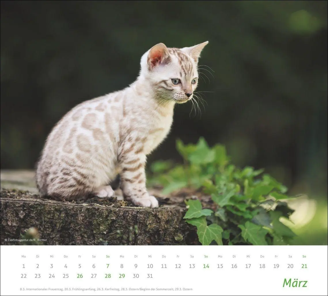 Bild: 9783756417322 | times&amp;more Katzen Bildkalender 2027 | Heye | Kalender | Spiralbindung