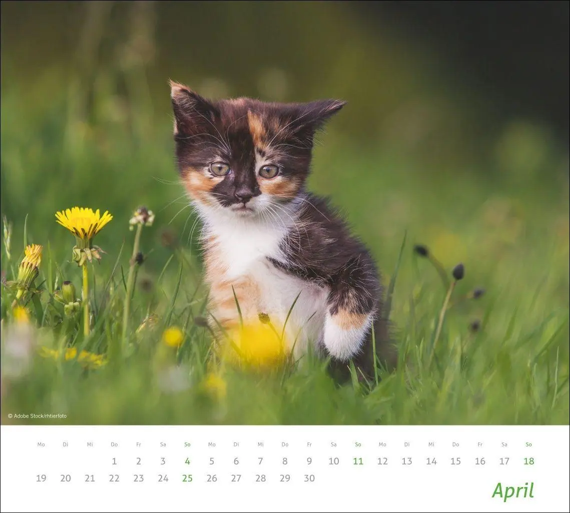 Bild: 9783756417322 | times&amp;more Katzen Bildkalender 2027 | Heye | Kalender | Spiralbindung