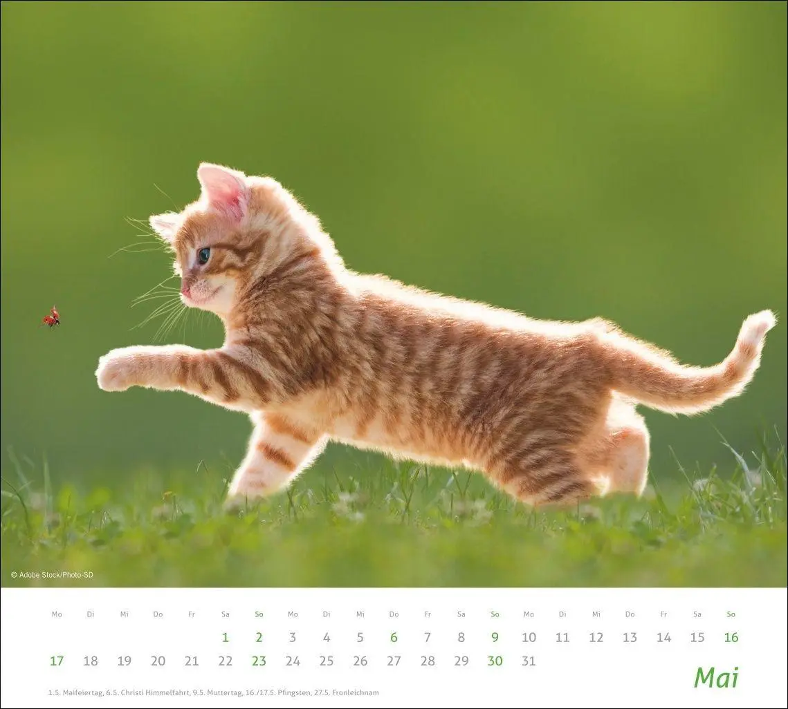 Bild: 9783756417322 | times&amp;more Katzen Bildkalender 2027 | Heye | Kalender | Spiralbindung