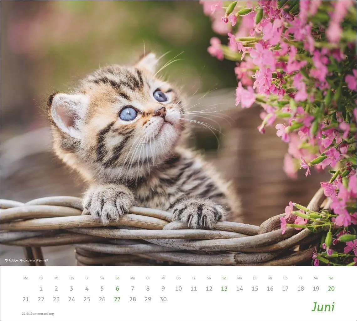 Bild: 9783756417322 | times&amp;more Katzen Bildkalender 2027 | Heye | Kalender | Spiralbindung