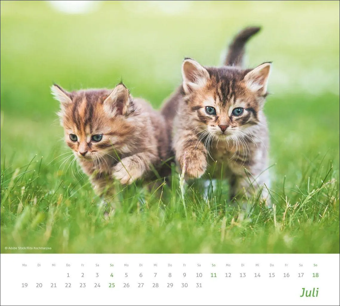 Bild: 9783756417322 | times&amp;more Katzen Bildkalender 2027 | Heye | Kalender | Spiralbindung