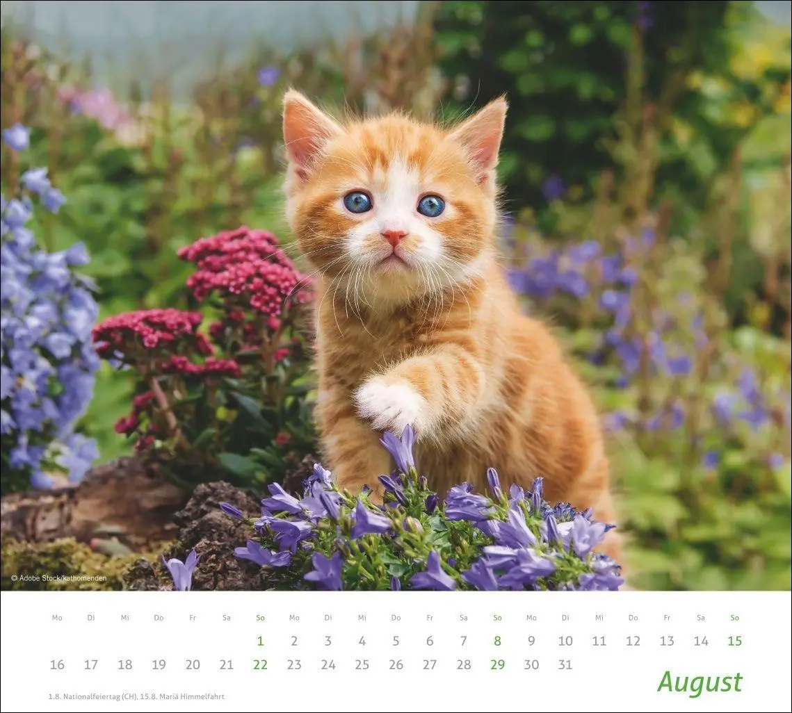 Bild: 9783756417322 | times&amp;more Katzen Bildkalender 2027 | Heye | Kalender | Spiralbindung