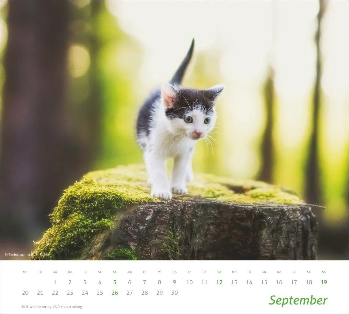 Bild: 9783756417322 | times&amp;more Katzen Bildkalender 2027 | Heye | Kalender | Spiralbindung