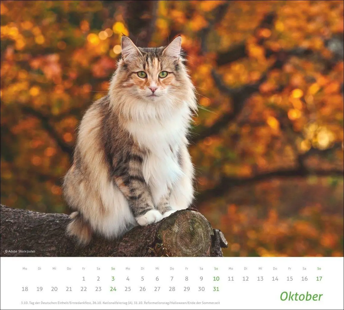 Bild: 9783756417322 | times&amp;more Katzen Bildkalender 2027 | Heye | Kalender | Spiralbindung