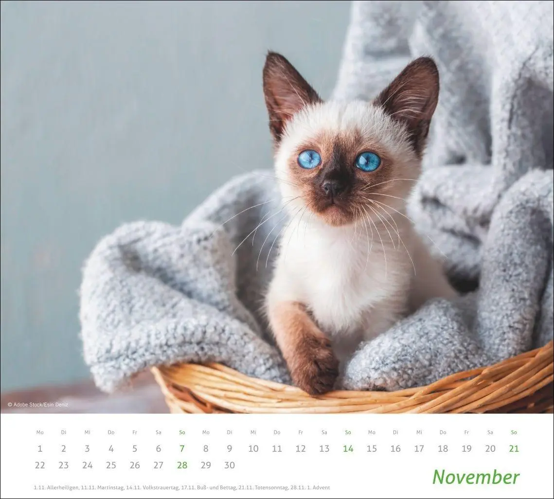 Bild: 9783756417322 | times&amp;more Katzen Bildkalender 2027 | Heye | Kalender | Spiralbindung