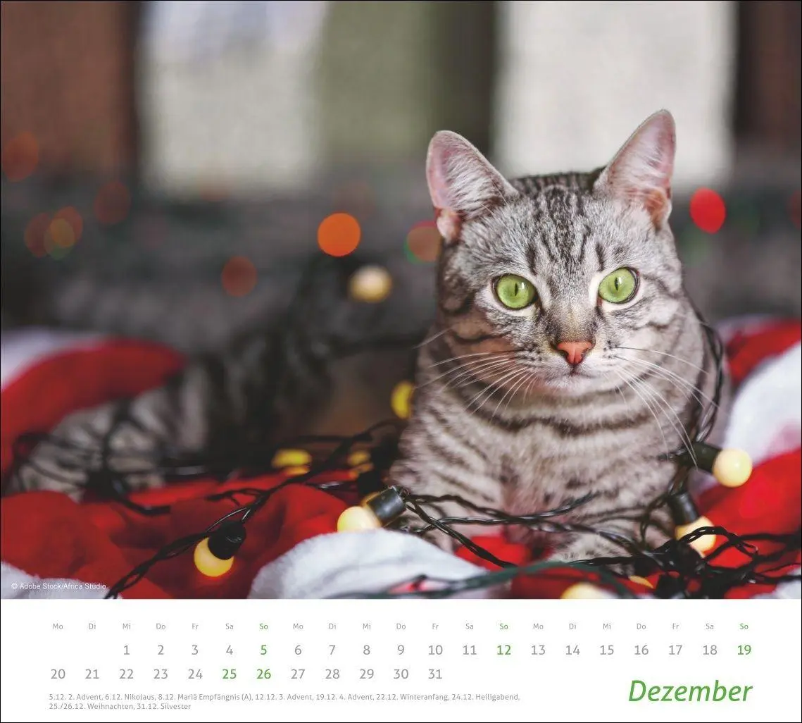 Bild: 9783756417322 | times&amp;more Katzen Bildkalender 2027 | Heye | Kalender | Spiralbindung