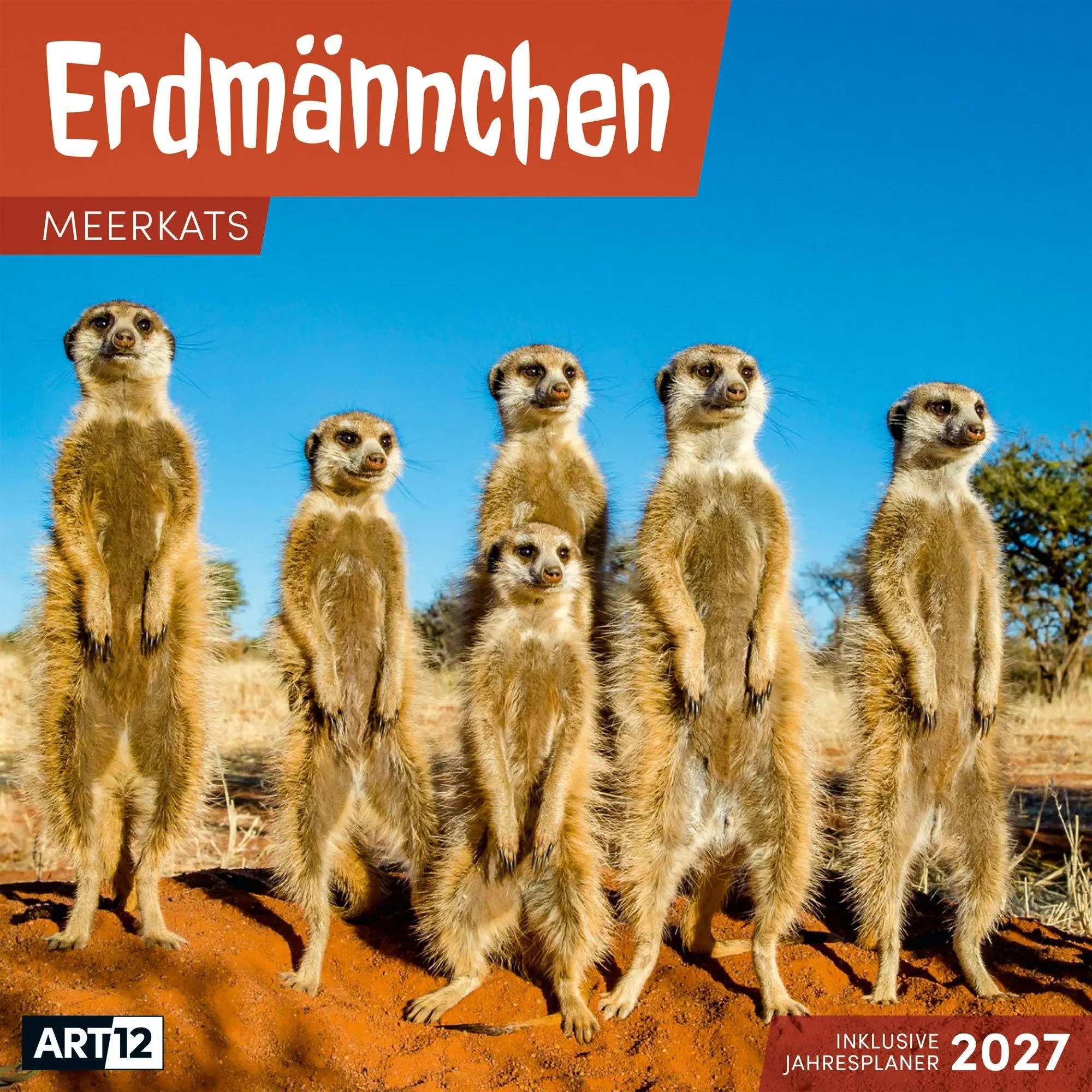 Cover: 9783838447322 | Erdmännchen Kalender 2027 - 30x30 - Art12 | Ackermann Kunstverlag GmbH