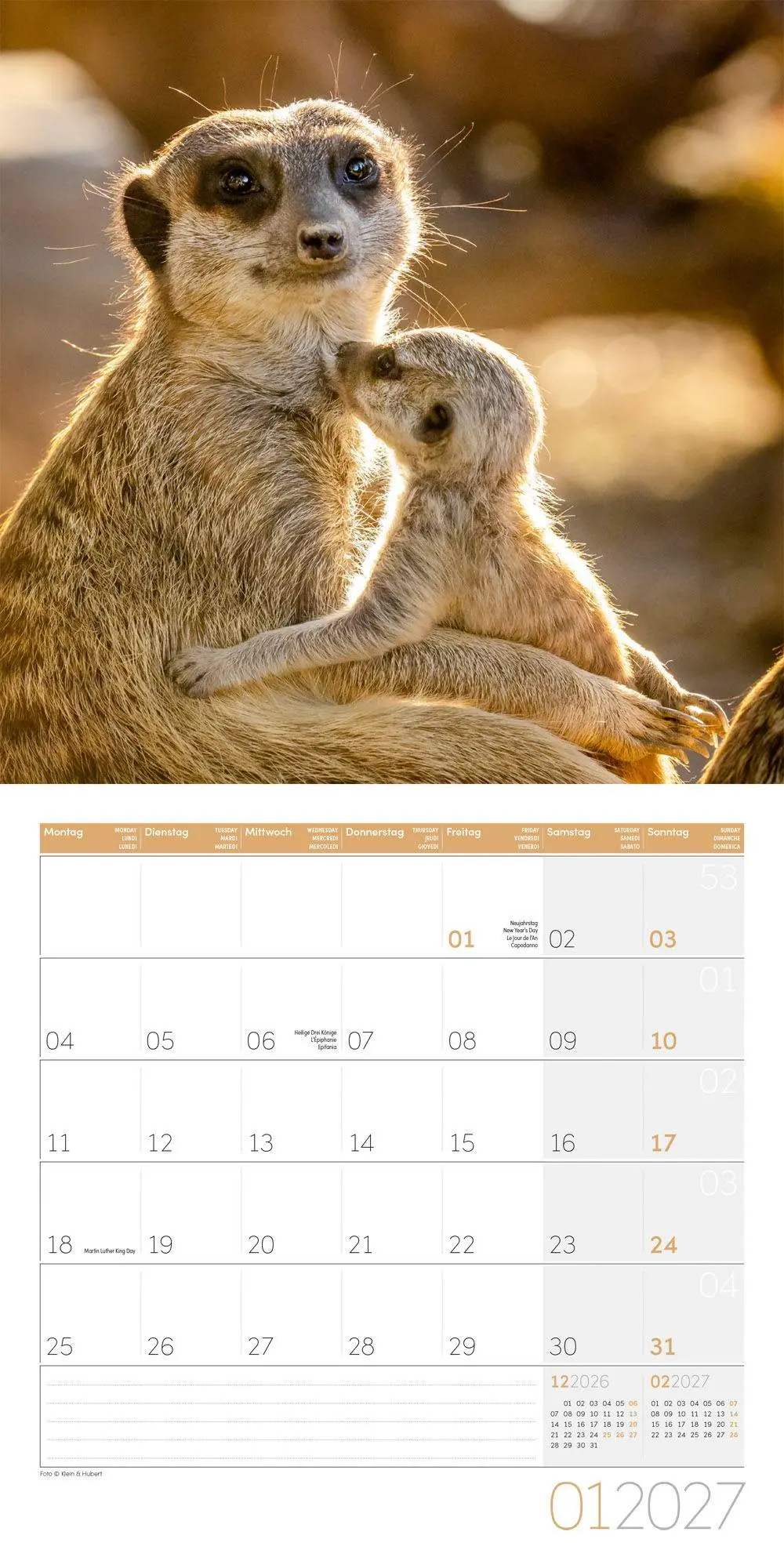 Bild: 9783838447322 | Erdmännchen Kalender 2027 - 30x30 - Art12 | Ackermann Kunstverlag GmbH