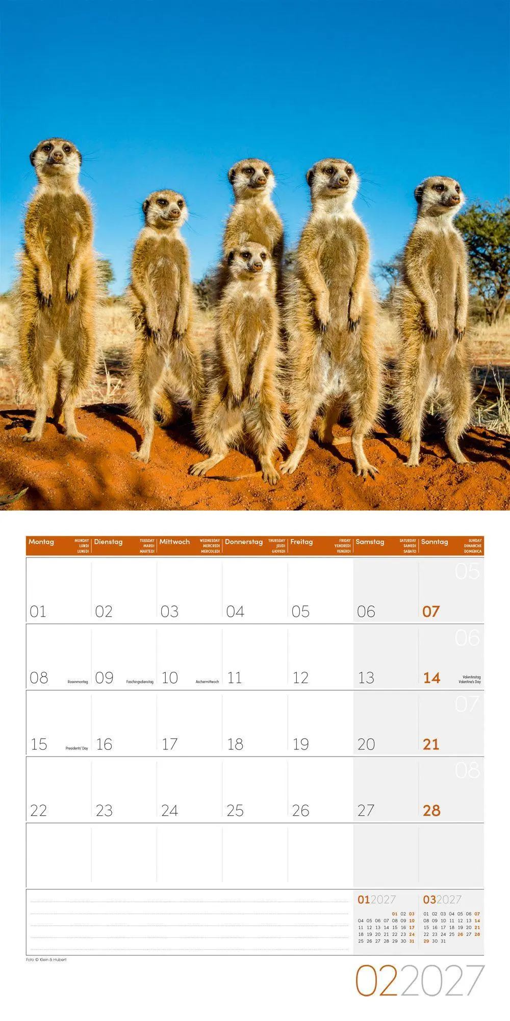 Bild: 9783838447322 | Erdmännchen Kalender 2027 - 30x30 - Art12 | Ackermann Kunstverlag GmbH