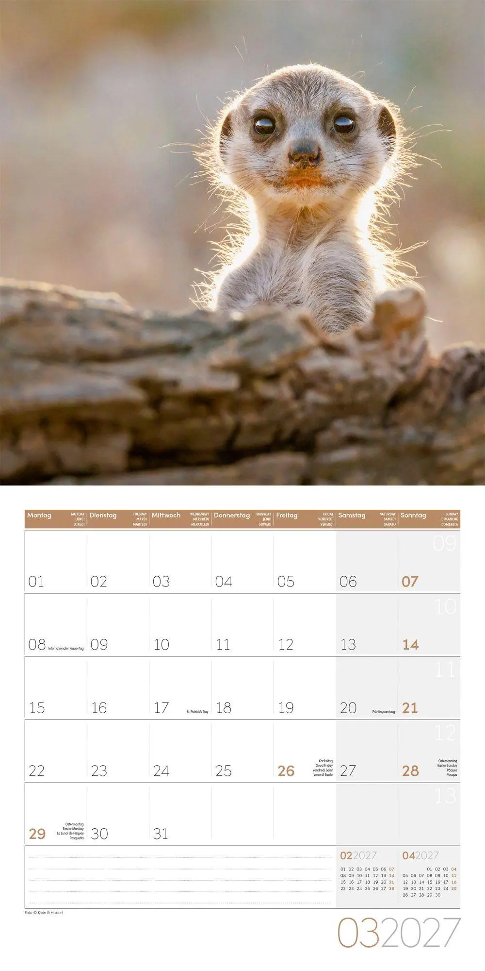 Bild: 9783838447322 | Erdmännchen Kalender 2027 - 30x30 - Art12 | Ackermann Kunstverlag GmbH