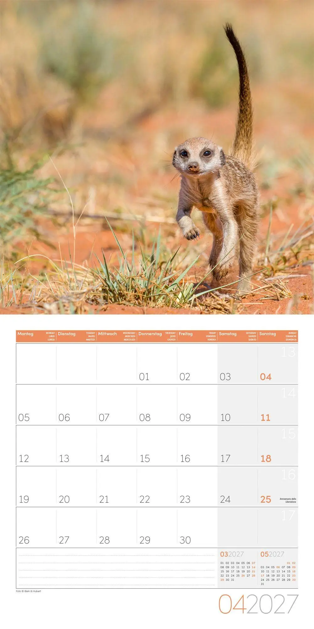 Bild: 9783838447322 | Erdmännchen Kalender 2027 - 30x30 - Art12 | Ackermann Kunstverlag GmbH