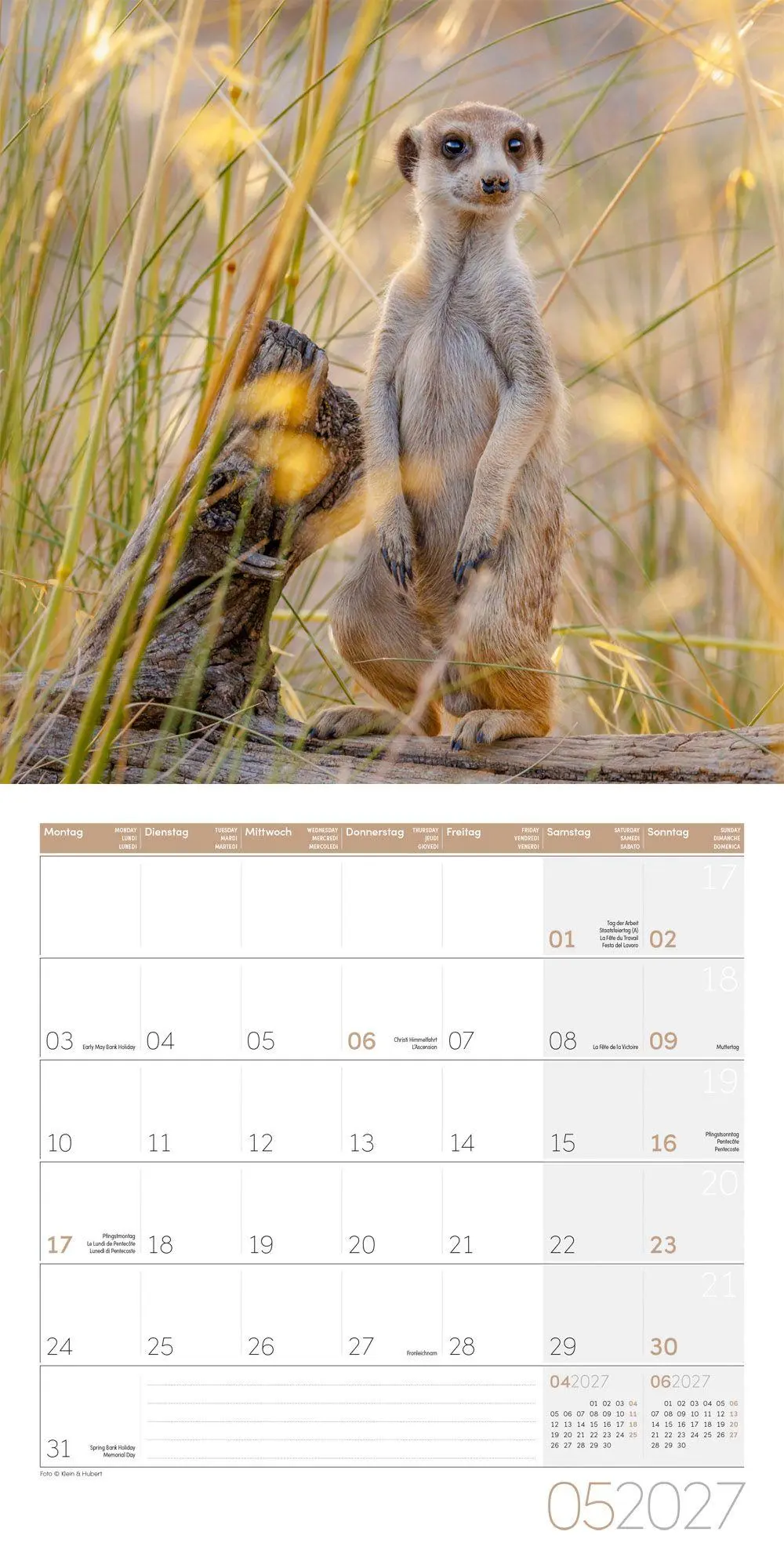 Bild: 9783838447322 | Erdmännchen Kalender 2027 - 30x30 - Art12 | Ackermann Kunstverlag GmbH
