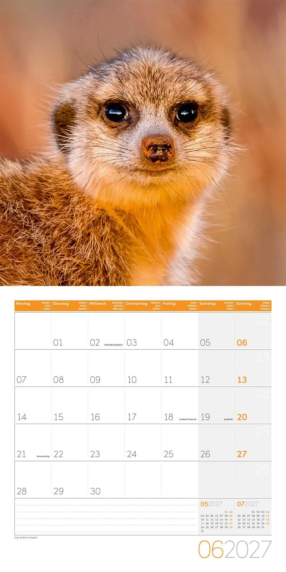 Bild: 9783838447322 | Erdmännchen Kalender 2027 - 30x30 - Art12 | Ackermann Kunstverlag GmbH